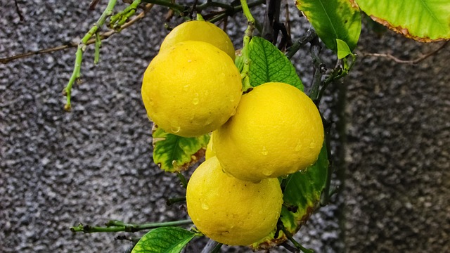 A Key Lime Tree Is A Must Have