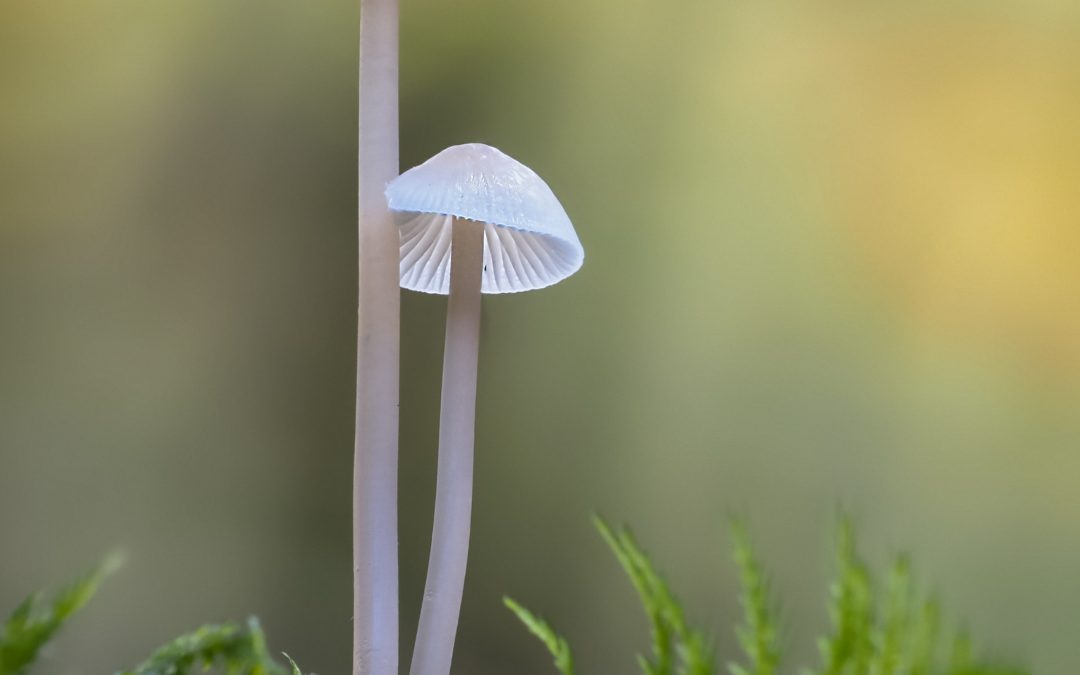 The Information Hidden about Psilocybe Cubensis Spores!