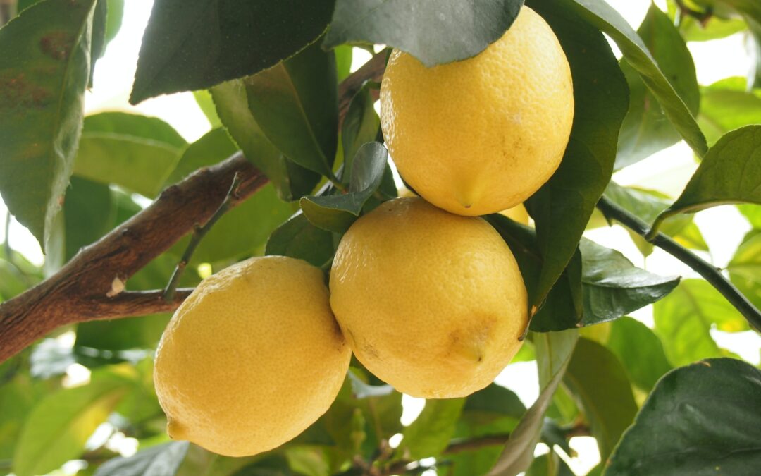 Calamondin: The Citrus Wonder You Need in Your Life
